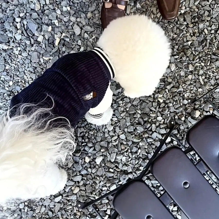Corduroy Dog Varsity-Style Jacket for Autumn Winter